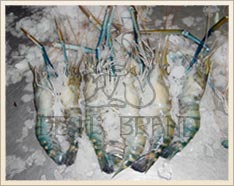 Fresh Chingri (Shrimp)