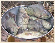 Koi from Farm