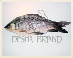 Frozen Rohu Fish