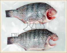Frozen Tilapia Fish