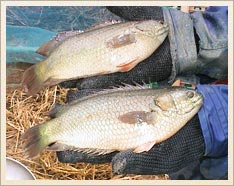 DESHI Brand Fresh Catched KOI Fish